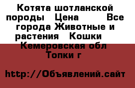 Котята шотланской породы › Цена ­ 40 - Все города Животные и растения » Кошки   . Кемеровская обл.,Топки г.